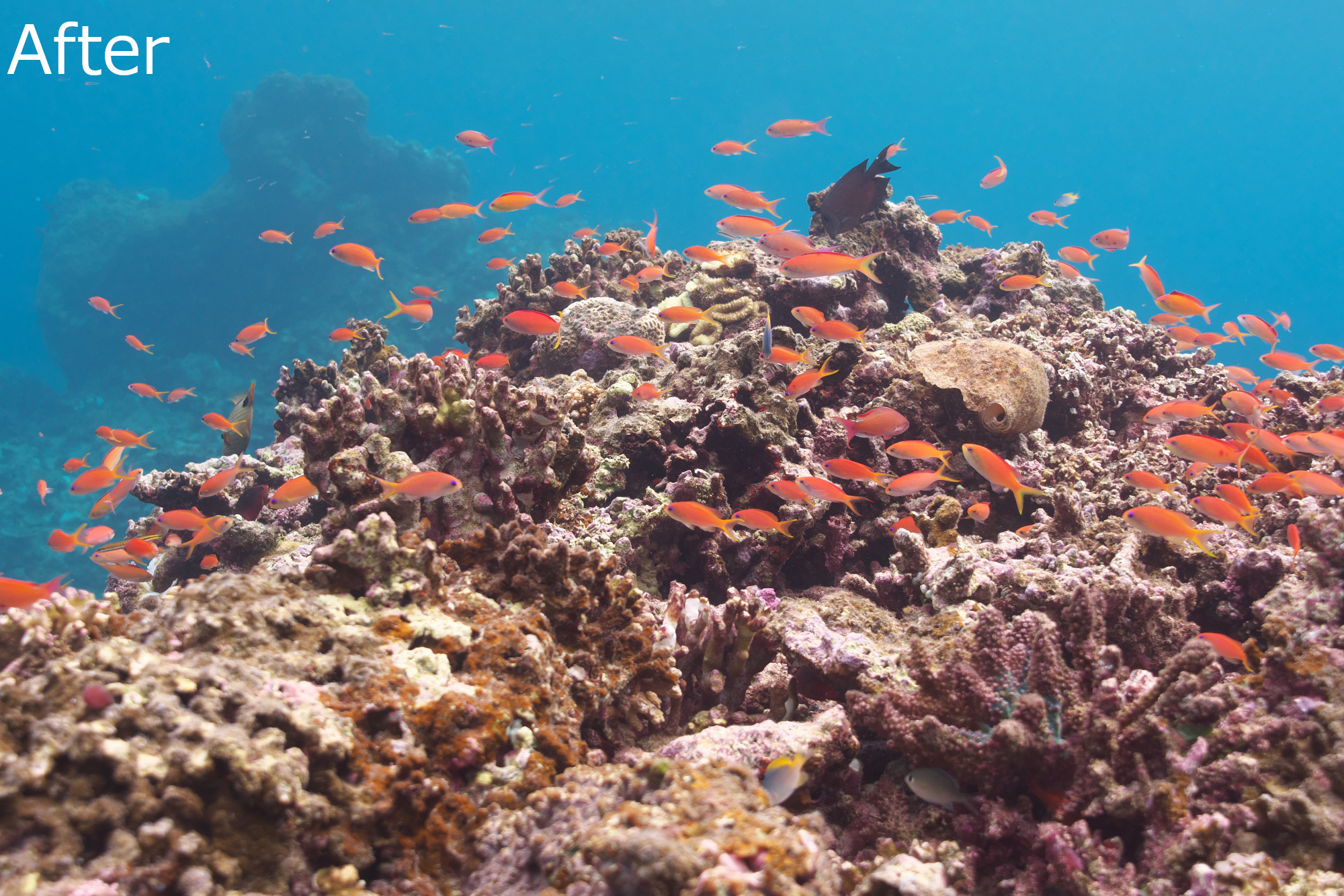 Auto White balance for underwater photo_before_after