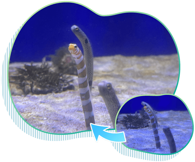 魚の個性を引き出す写真