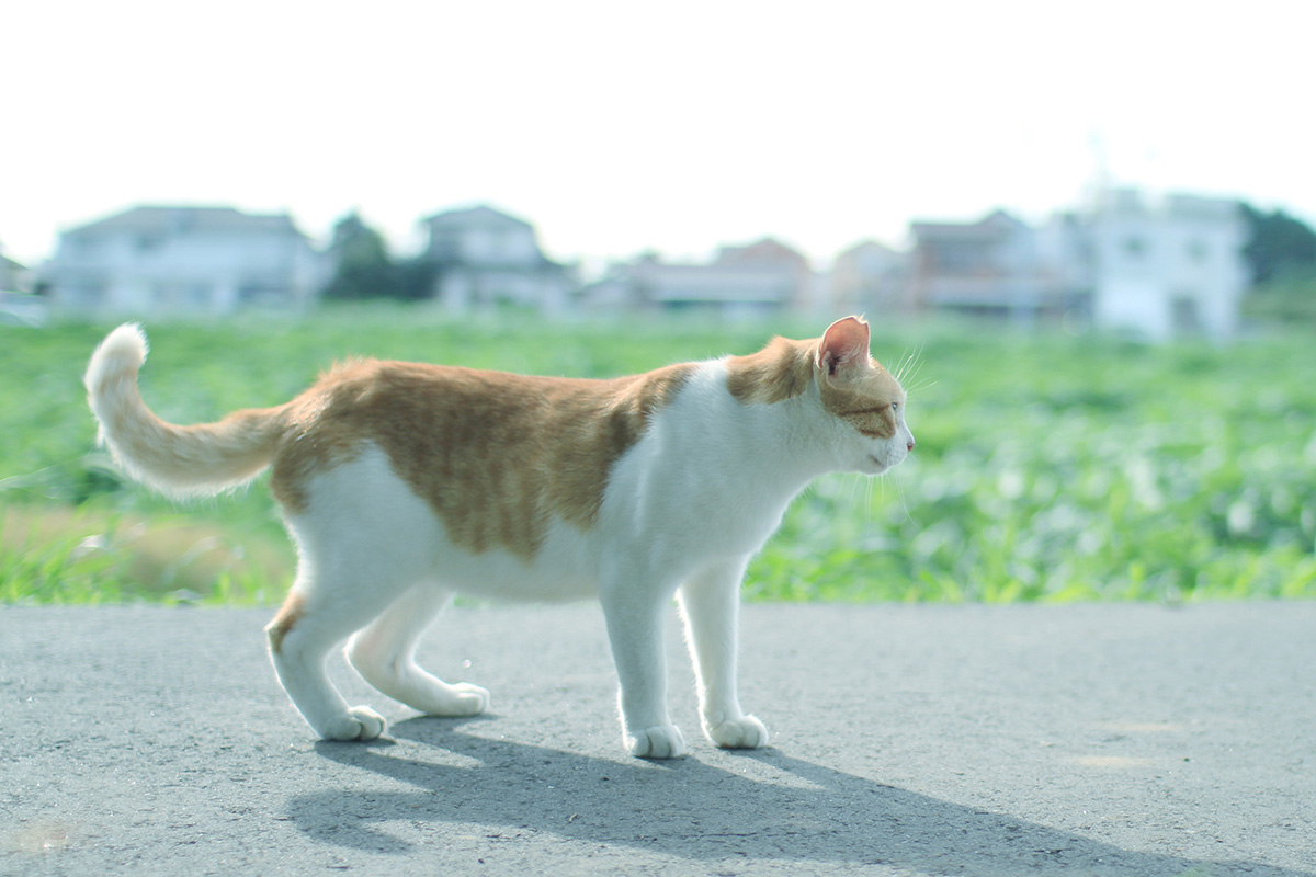 スウィートライト(ブルー)