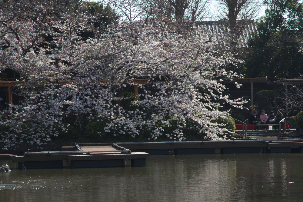 何気なく撮った桜の写真