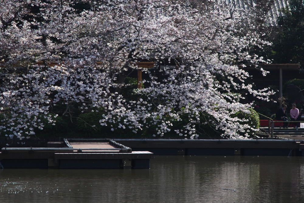 桜を綺麗に見せるトリミング