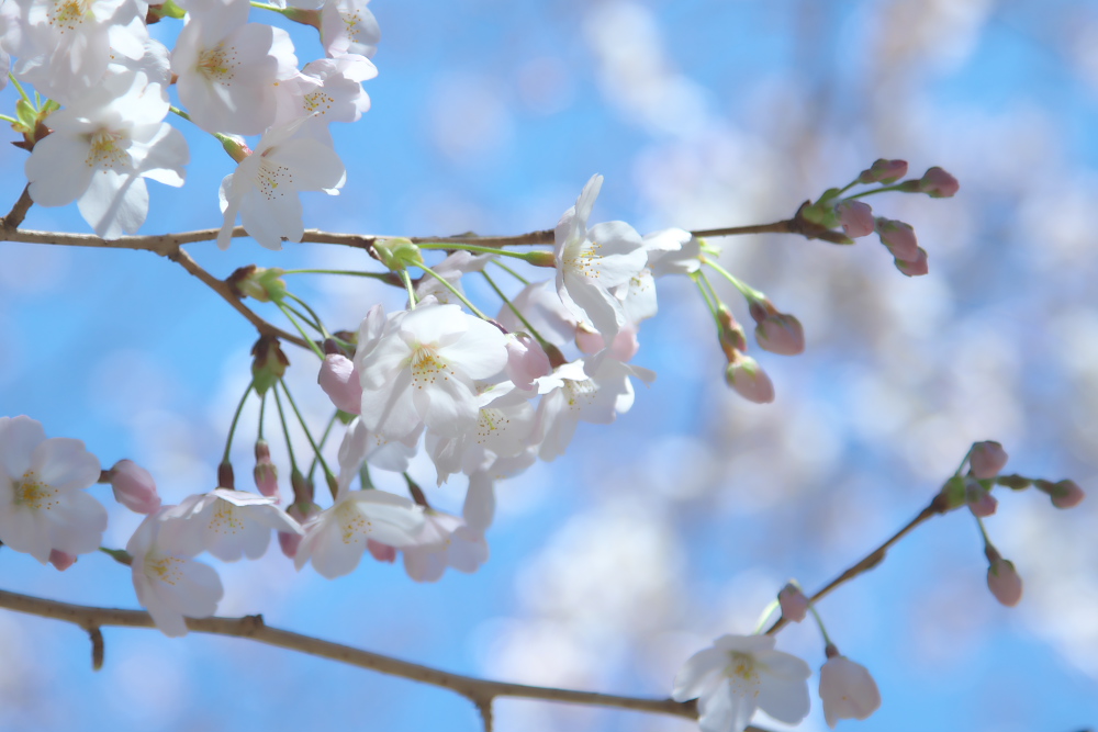 桜の写真をRAW現像