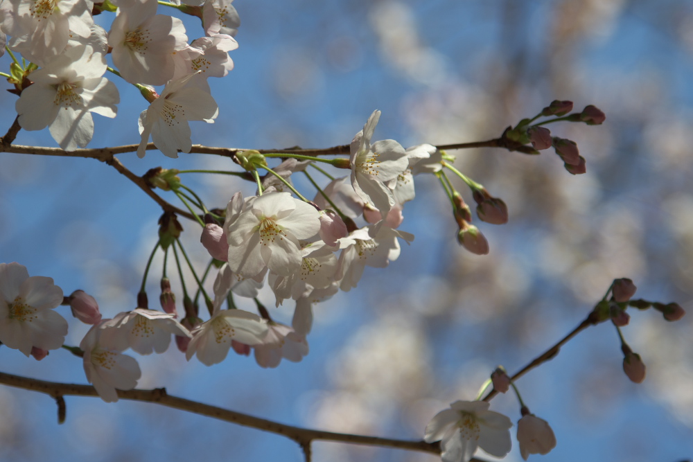 桜の写真をさらに綺麗に