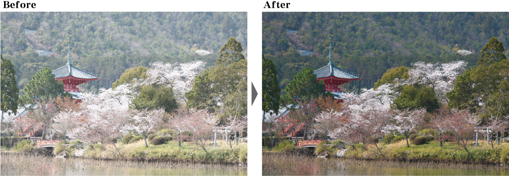 桜　かすみ除去