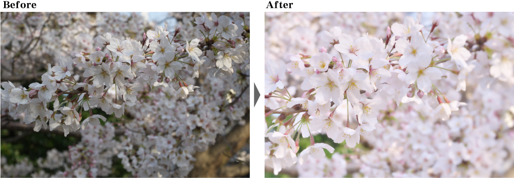 桜　ハイキー　調整