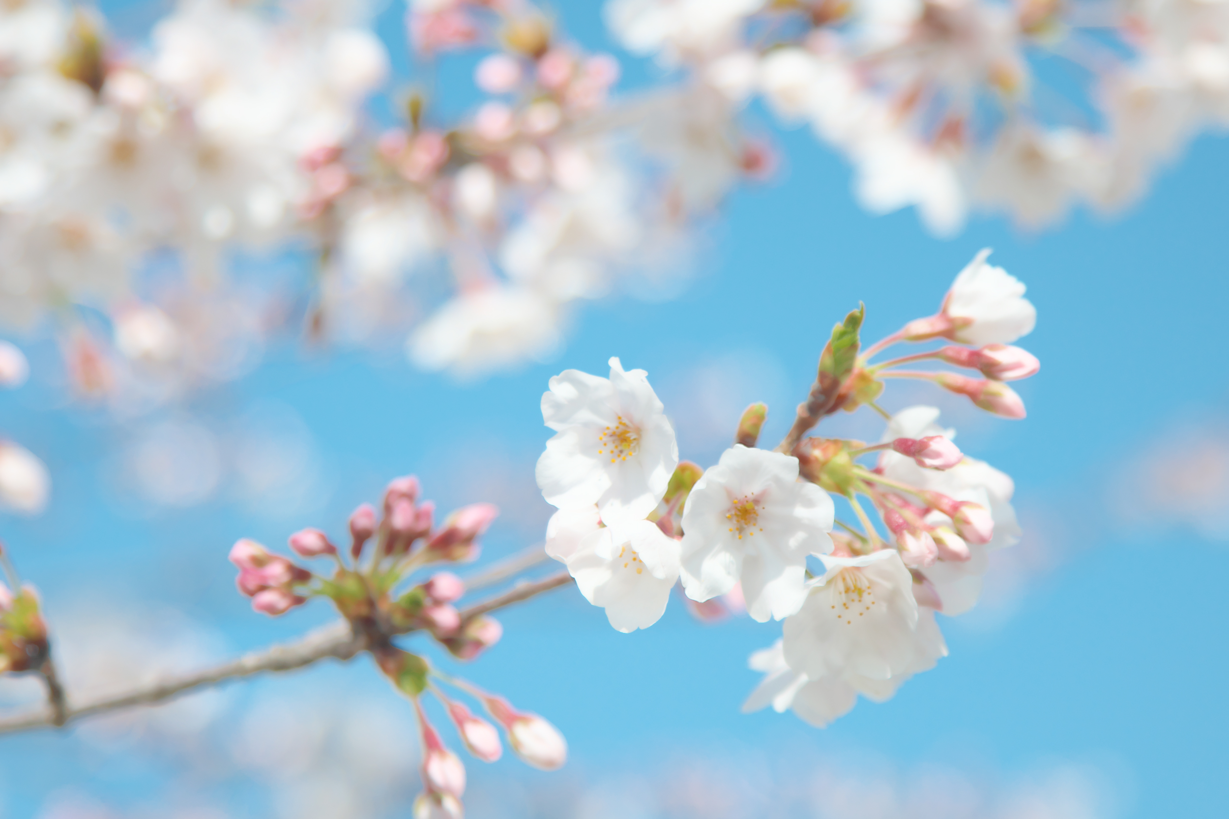 花の写真をRAW現像でハイキー調の写真に仕上げよう