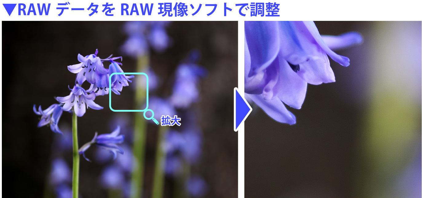 RAWデータをRAW現像ソフトで調整