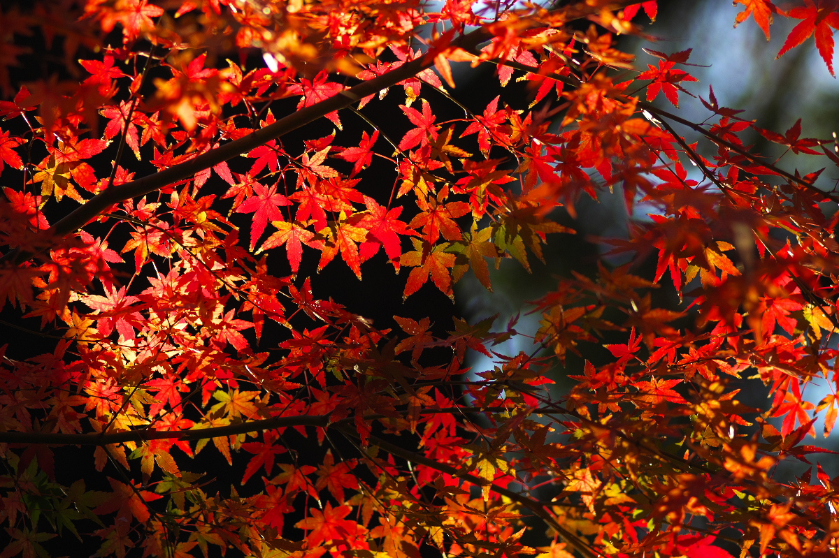 逆光で撮影した紅葉写真