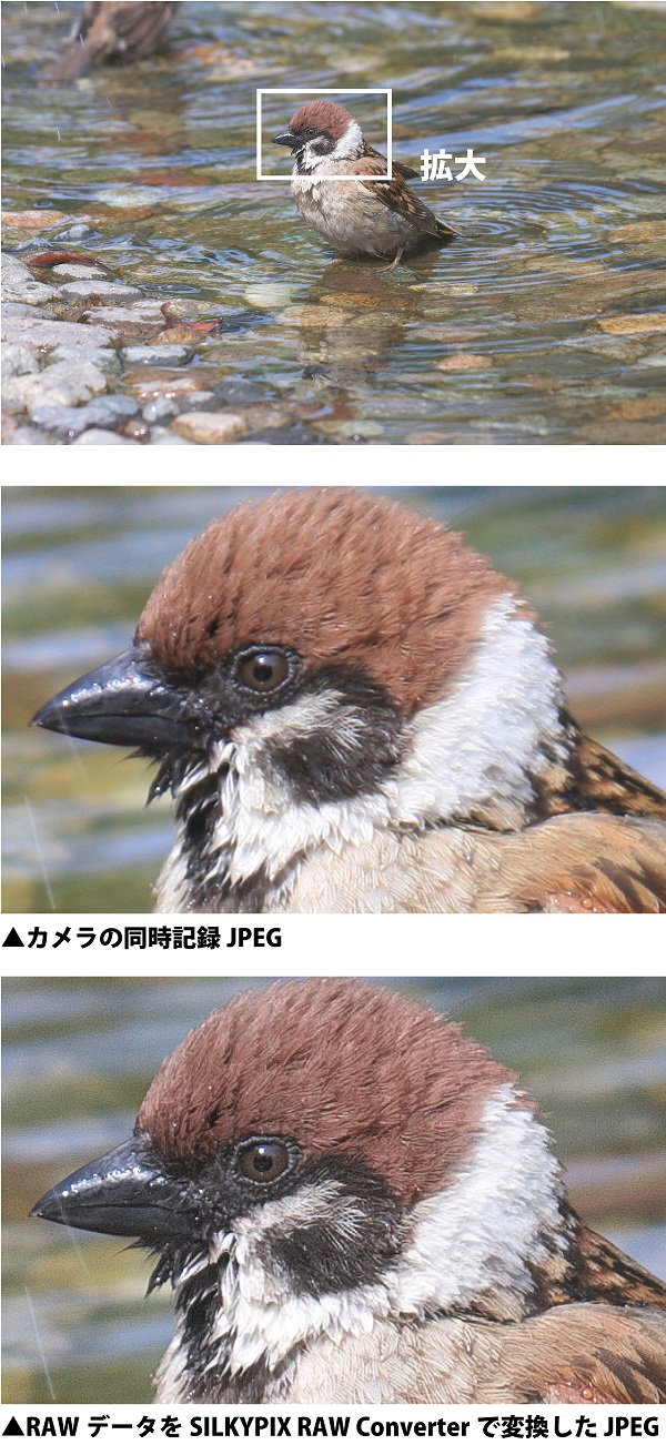 野鳥写真の調整方法