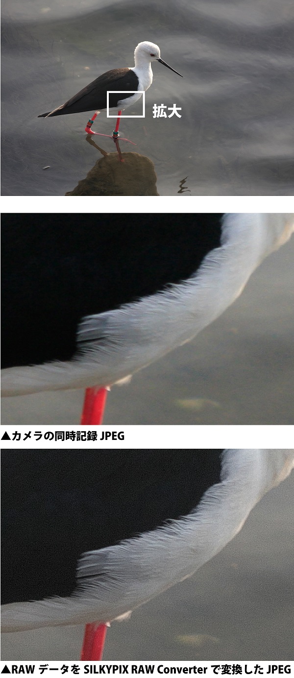 野鳥の翼の解像感