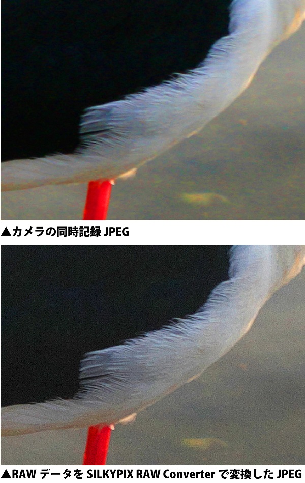 野鳥写真　ノイズ除去